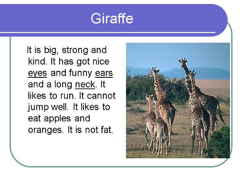 Giraffe    It is big, strong and kind. It has got nice